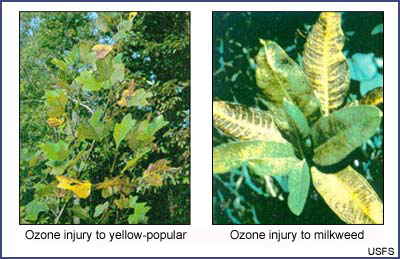 plants hurt by ozone